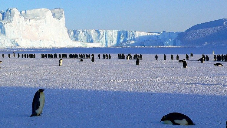 Pinguini nel Continente australe