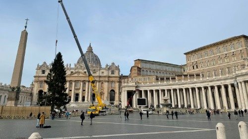 Vaticano. Fue colocado el árbol de Navidad en la Plaza de San Pedro