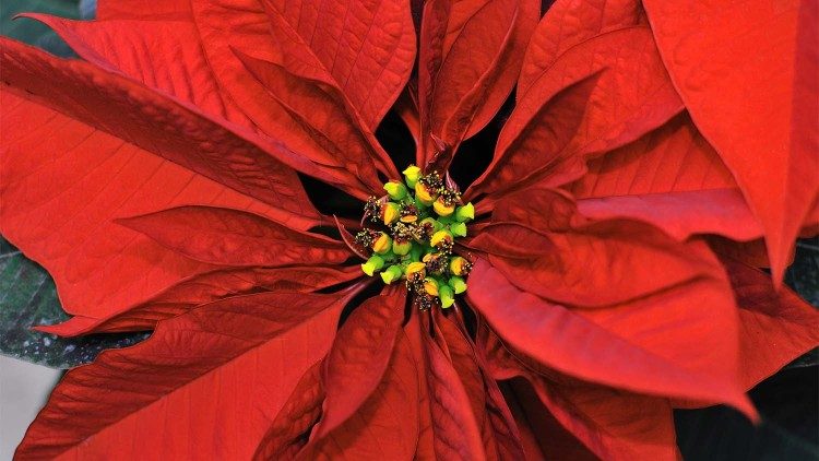 Stella di Natale o Poinsettia (Euphorbia pulcherrima)