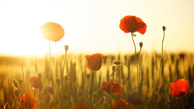 The poppy is a symbol of remembrance linked to Armistice Day on 11 November