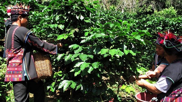 Harvesting coffee in mountan villages