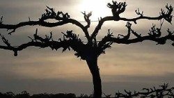 Il-Padre-e-il-vignaiolo-Gesu-la-vite-i-discepoli-i-tralci_articleimage.jpg