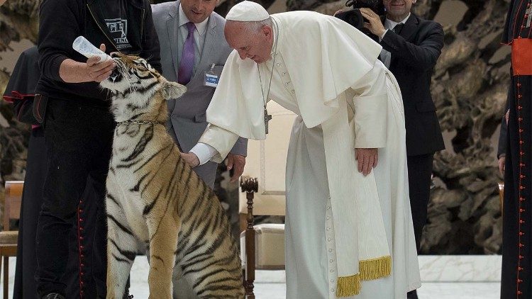 Papa Francesco accarezza una tigre durante l'udienza allo spettacolo viaggiante del 16 giugno 2016