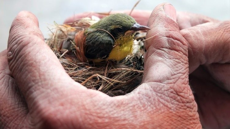 Un uccellino nel suo nido tra le mani di una persona
