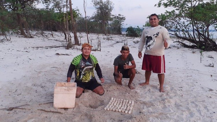 Raccolta di nidi da portare in aree protette a Barreirinha, in Amazonas
