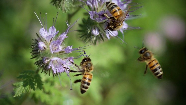 मधुमक्खियों के लिए जंगल