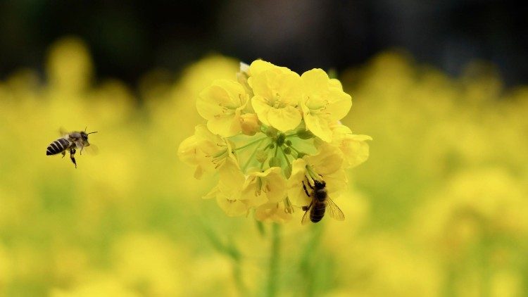  Il 20 maggio si celebra la Giornata mondiale delle api per sensibilizzare l'opinione pubblica sull'importanza di questi insetti e di altri impollinatori.