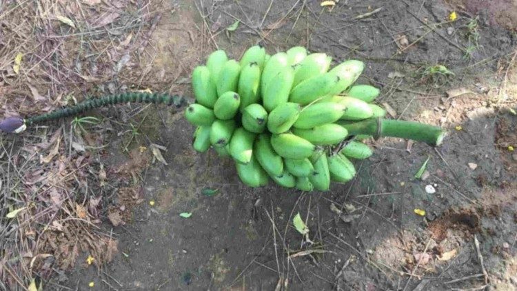 Plátanos cosechados en Riwoto como parte de los esfuerzos de la comunidad por mejorar su seguridad alimentaria. Gran parte de sus alimentos se importan de Kenia.