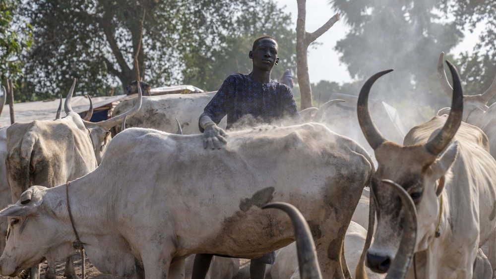 Au camp de bétail de Yirol, au Soudan du Sud, début juillet 2022