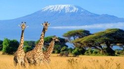 Kilimanjaro-jpeg.jpg