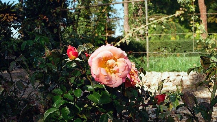 Rosa nos Jardins do Vaticano