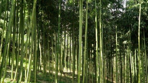  Del bambú gigante a un recurso para sanar el planeta