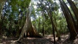 Teaser---Amazonia-Viva.mov.00_00_21_23.Immagine002.jpg