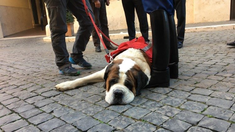 Der müde Hund