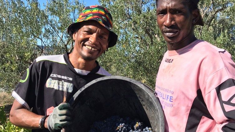 Cosecha de la uva para la producción de vino