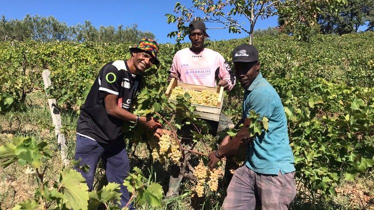 A colheita de uvas para a produção de vinho