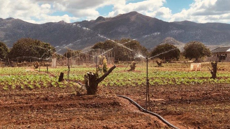 El Proyecto agropecuario de los frailes menores de la Custodia de Santa Clara