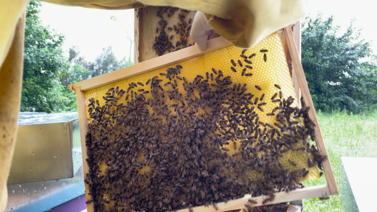 Bees on the handmade frame in their hive