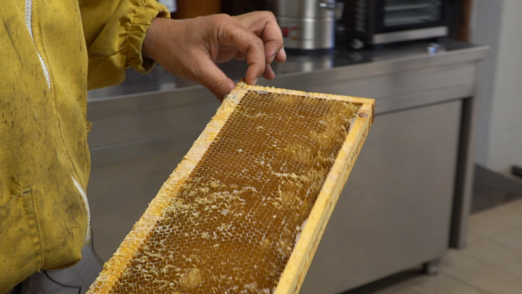 Honeycomb