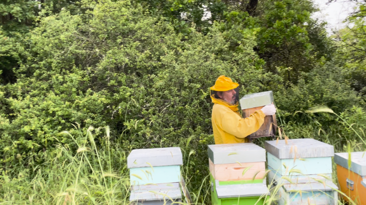 Andrea with his colourful hives
