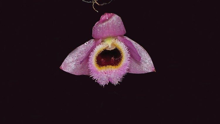 The Dendrobium fuscifaucium C an orchid species that resemble the Mah na mah na muppets. (Keooudone Souvannakhoummane)