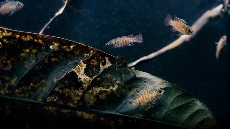 A miniature chameleon fish found only in the Ayeyarwady river basin in Myanmar. (Thadoe Wai / WWF Myanmar)