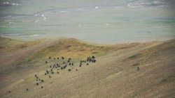 sheep-in-mongolia-credit-Nyamdorj.jpg