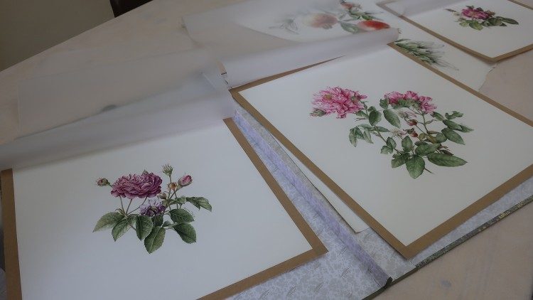 I disegni di botanica realizzati nel Monastero di Santa Cecilia a Trastevere - Foto di A. Poce