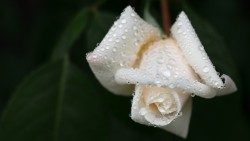 rosa-bianca.jpg